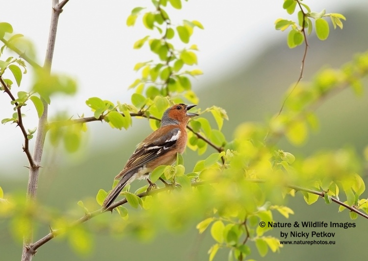 WildLife Photos of Birds, Sparrows, Finches & Buntings, Chaffinch, Fringilla coelebs